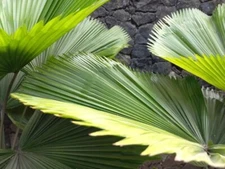 5 Taraw Palm Seeds Livistona saribus