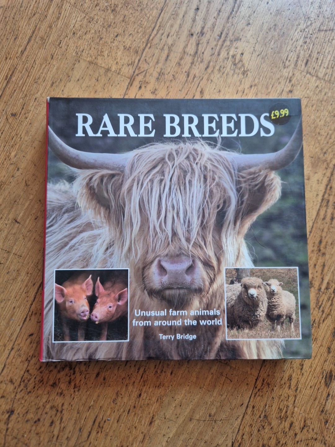 Rare Breeds by Terry Bridge Unusual Farm Animals sheep cows pigs farming cow pig