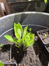 Atropa Belladona (Live Plant) Deadly Nightshade