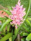 Bromeliad Aechmea purpureorosea *Bromeliad Collection* — photo 1