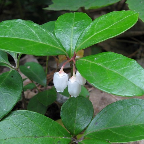 Huile Essentielle De Gaulthérie (Gaultheria Procumbens) - 100% Pure