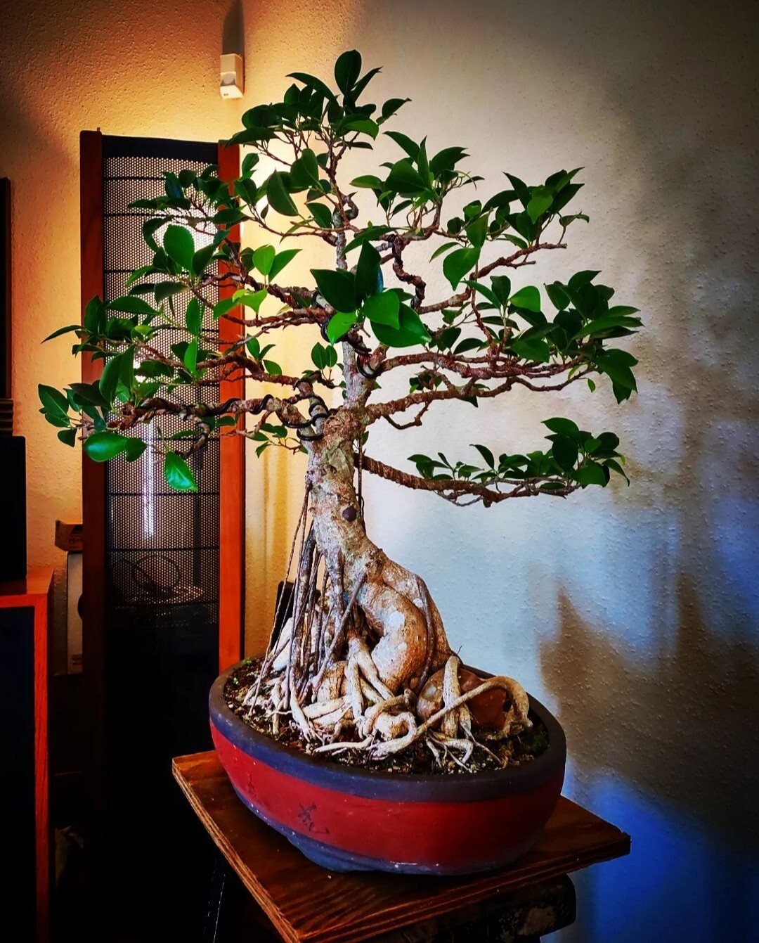 Ficus Microcarpa Tiger Bark Ficus Bonsai eBay