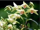 a Dendrobium officinale/catenatum 铁皮石斛,blooming size,15+pseudobulbs ,2 yr old — photo 1