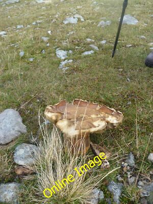 Foto 12x8 großer Fliegenpilz auf St. Sunday Crag Bridgend\/NY3914 mehrere von c2013
