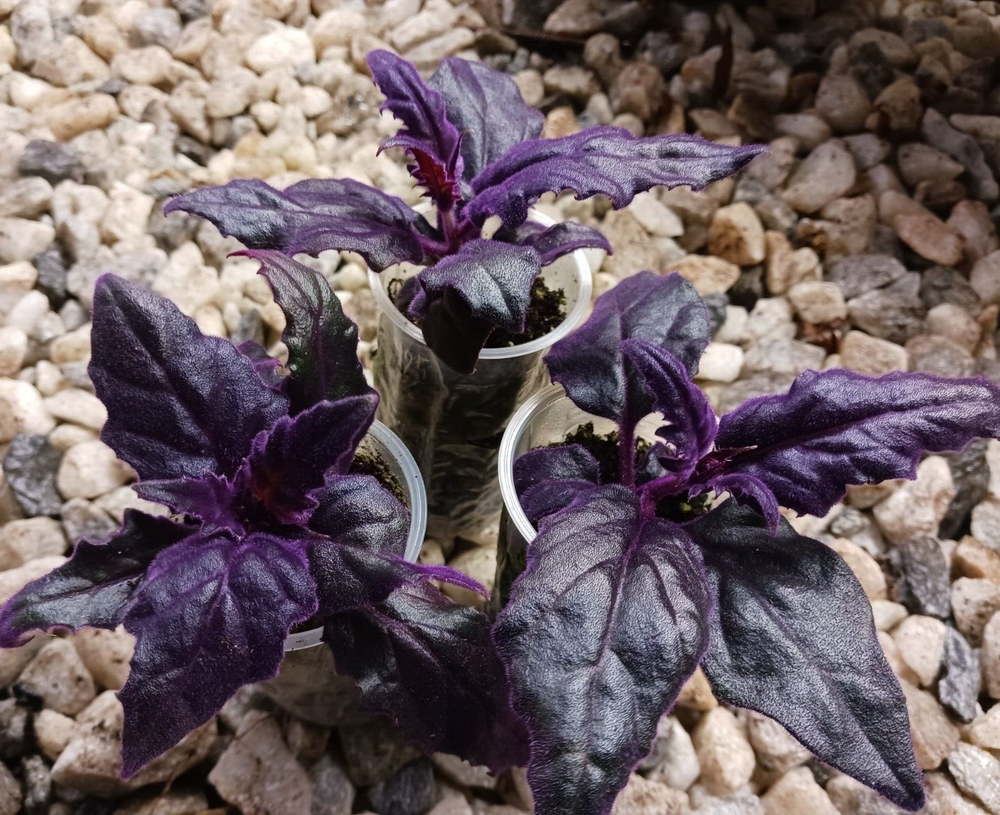 3 x Purple Passion velvet LIVE plants SMALL STARTER PLANTS (Gynura Aurantiaca)