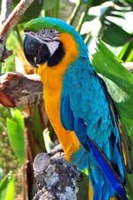 Macaw Parrot Yellow And Blue Bird Portrait Photograph Picture Print