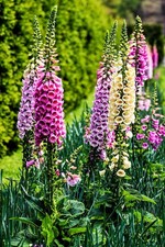 EXTRA LARGE FOXGLOVE DIGITALIS PLANT | MULTI-CROWN CLUMP | MANY