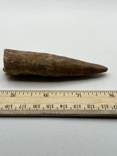 Spinosaurus 3.75” TOOTH  Teeth Dinosaur Fossil before T Rex Cretaceous CS 880