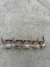 5pcs Dark Purple Sugarcane Cutting Sweet And Juicy Ready To Plant