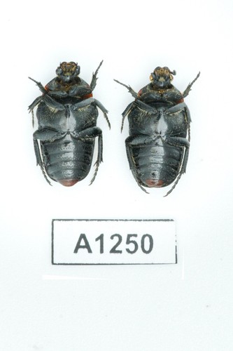 BEETLE, INSECT - A1250. Centoniidae- SET 2PCS, VIETNAM - Picture 2 of 3