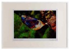720017 Tableau aquarelle deux tailles Pâques, Charaxes Jasius, Provence, France