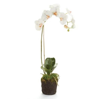 Phalaenopsis Orchid Drop-In 26''