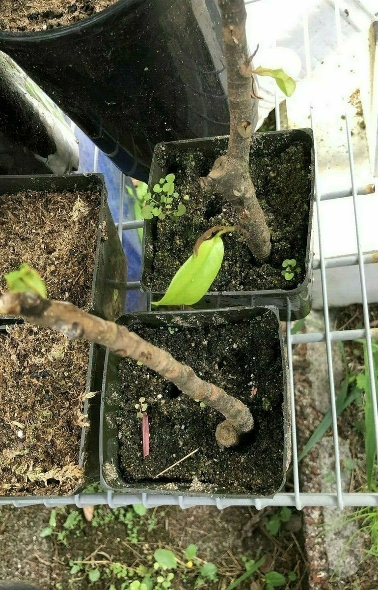 8 cuttings of Southern Magnolia grandiflora tree for rooting