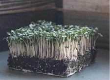 Snowball Improved Cauliflower MICROGREEN Seeds | Non-GMO | Heirloom | Sprouting