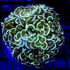 RARE Malaysian Branching Hammer WYSIWYG - Indigo Corals - IC 3204