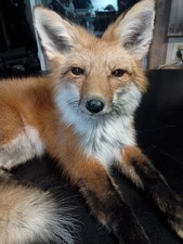 Red Fox Taxidermy Full Body Mount Cabin Camp Man Cave Home Office Den Decor NEW!