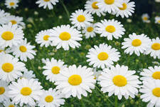 600 Graines de Grande Marguerite des Prés Méthode BIO fleur plante vivace