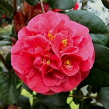 Camellia japonica 2 x Lady Campbell Plants in 9cm Pots