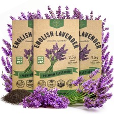 3-Pack English Lavender Seeds 7.50G