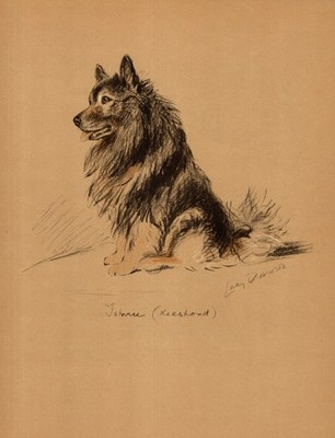 1940 Antique Keeshond Dog Print Lucy Dawson Keeshond Art Illustration  6850g