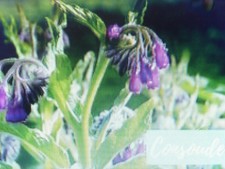 10000 graines d'engrais vert en mélange (phacelie +Moutarde+luzerne)