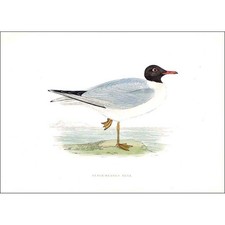 BIRDS Black Headed Gull - Hand Coloured - Antique Print 1903 by Rev FO Morris