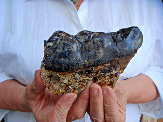 Gomphotherium Backenzahn 11 Mill. J. Bosnien