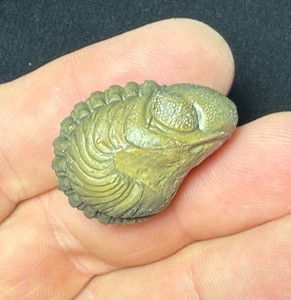 Giant rolled  Phacops  Trilobite fossil Devonian of Morocco 