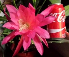 Pink EPIPHYLLUM Orchid Cactus Queen of the Night Oxypetalum Cereus LIVE Plant
