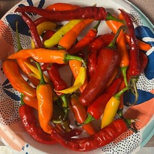 100x Sweet  Hot Mystery Mix  2025 Non-GMO Organic Hot Pepper Seeds  Free Ship