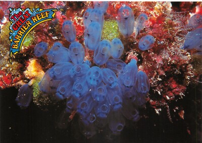 AUSTRALIEN POSTKARTE GROSSE BARRIERE RIFF BLAUE ASZIDEN GROSS V G