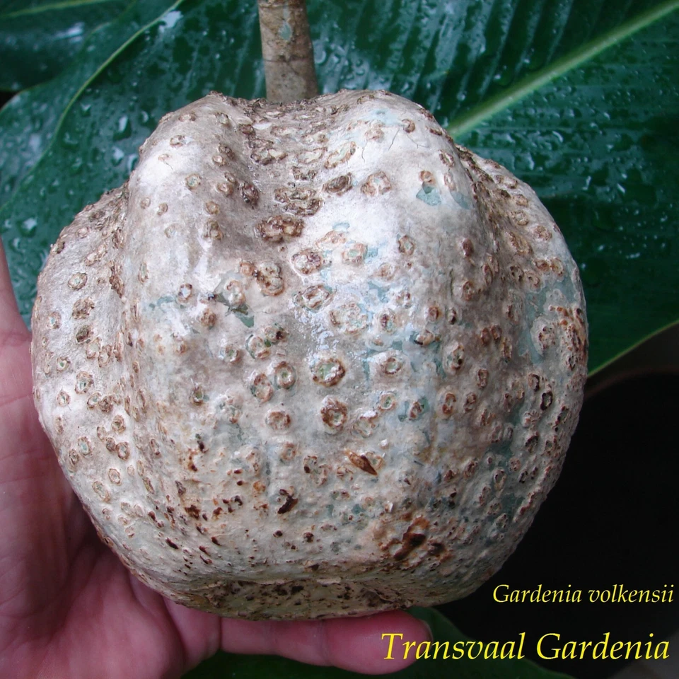 ~Transvaal Gardenia~ BUSHVELD Fruit Tree Gardenia volkensii Live 2-3+ Potd PLANT - Image 2 of 4