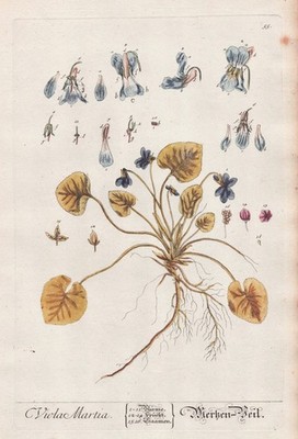 Viola odorata Duftveilchen violet Veilchen Kräuterbuch Blackwell engraving