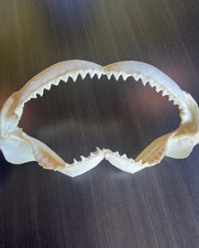 15.5” Bull Shark Jaws  Authentic   Excellent Shape.