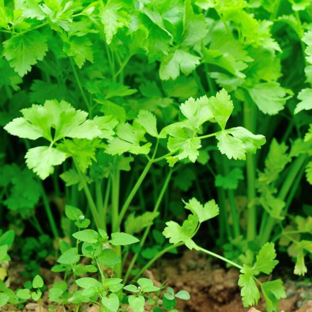 100+Chinese Celery Seeds Khuenchai Kan-tsai Kin-tsai Kunchoy
