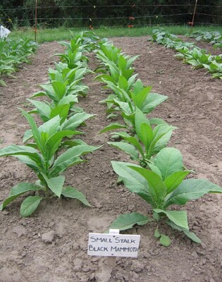 maryland mammoth tobacco 1000 Black Mammoth Tobacco Seeds ~ Heirloom Nicotiana Tabacum ~ Pipe and  Snuff