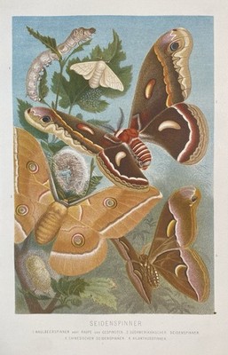 Original Graphic Fauna: Silk Spinner Butterfly Bombyx Mori Lihtograph 1884
