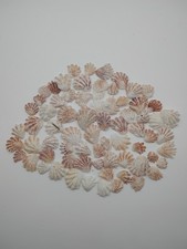 75 Small Pink White Scallop Seashells Natural Beach Shells Crafts Decor Lot