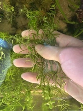 Pearl Weed Live Aquarium Plant (12+ stems)