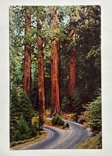Divided Highway in Sequoia National Park California Postcard Posted 1967
