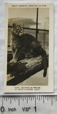 1926 Pattreiouex Real Photos Animals No. CA17 - Puma