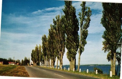 Poplar Trees Route 9N Lake Champlain Valcour Island 20th Century Postcard
