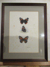 Original Watercolour by A. D. A. Russwurm  /Lepidoptera/ Insects/ Taxidermy