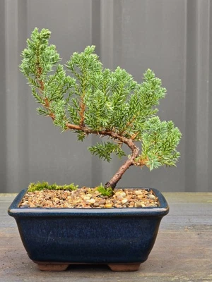 Juniper Bonsai FREE EXPRESS POST as it is - image 1 of 4