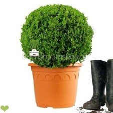 Buchsbaum Kugel 35-40cm o. Topf – getopft – 12L – Fachqualität statt Massenware