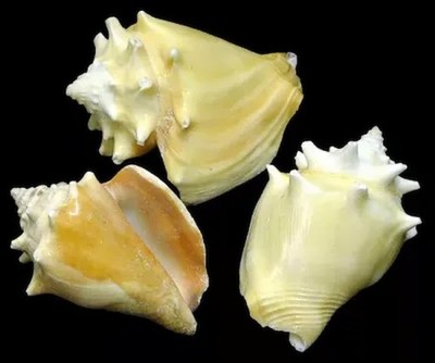 Haitian Fighting Conch Shells measuring  2 1/2 to 3''  Sold by the 1/4 pound