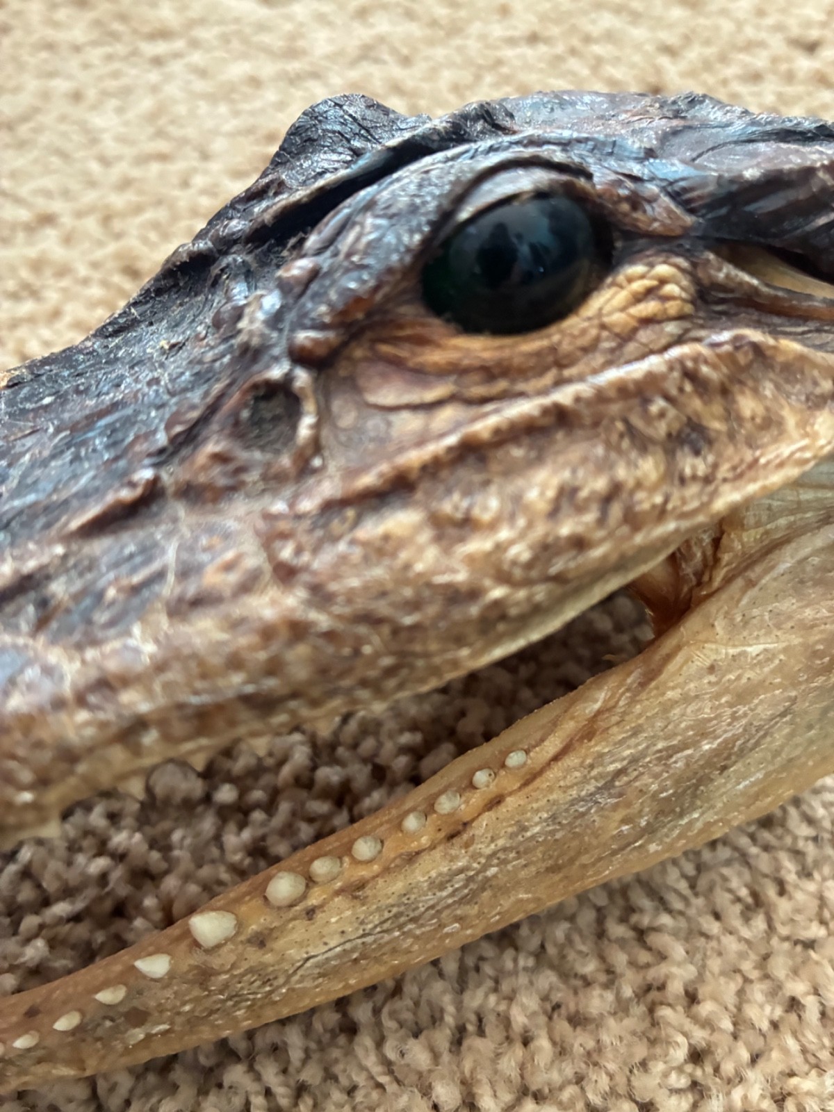Vintage Taxidermy Real Genuine Baby Alligator Head - Florida