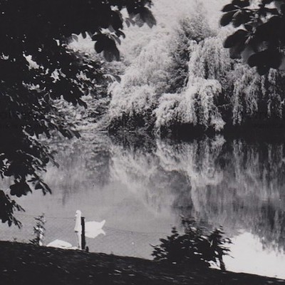 Lush Forest Lake & Swan Water Dreamlike Reflection Snapshot Abstract Photo
