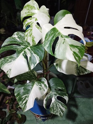 Real Picture Monstera White Tiger Variegated 6 Leaves Big Rare Plant