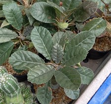 Dorstenia Crispa  200 seeds ,Fresh seeds , Succlent Plant